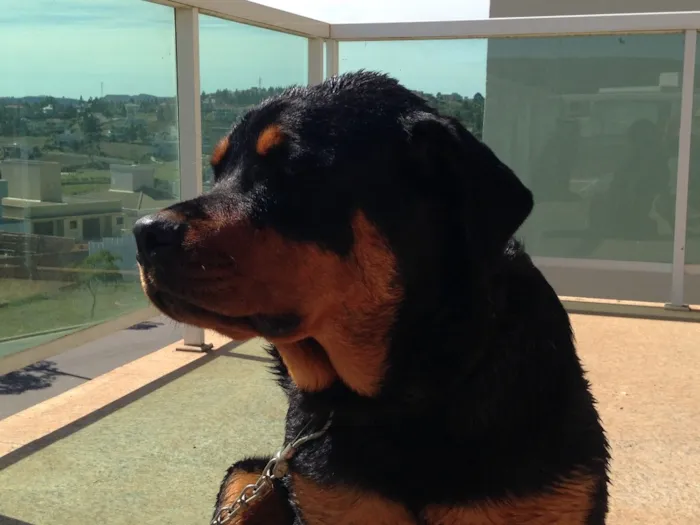 Cachorro ra a Rottweiler  idade 2 anos nome Honda