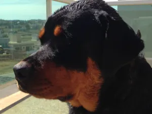 Cachorro raça Rottweiler  idade 2 anos nome Honda