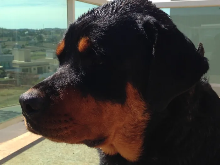 Cachorro ra a Rottweiler  idade 2 anos nome Honda