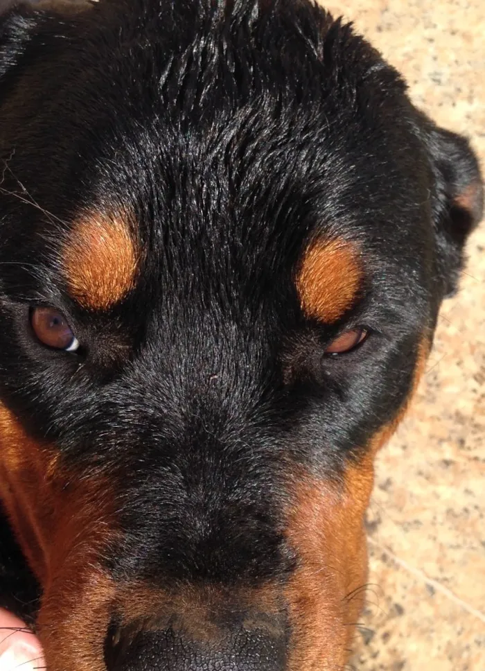 Cachorro ra a Rottweiler  idade 2 anos nome Honda