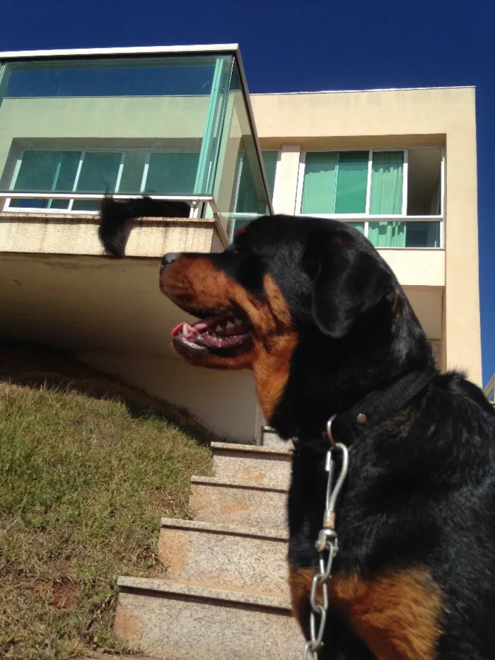 Cachorro ra a Rottweiler  idade 2 anos nome Honda