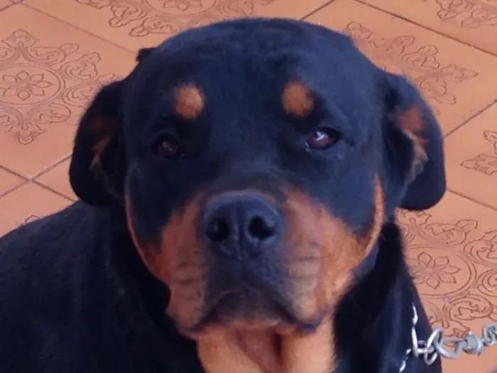 Cachorro ra a Rottweiler  idade 2 anos nome Honda