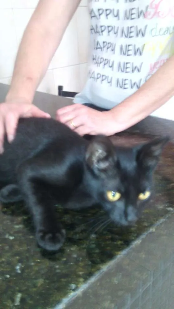 Gato raça SRD idade 2 a 6 meses nome Harrison