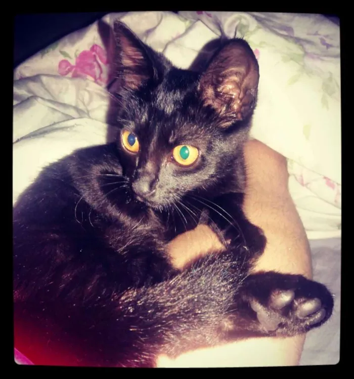 Gato raça SRD idade 2 a 6 meses nome Harrison
