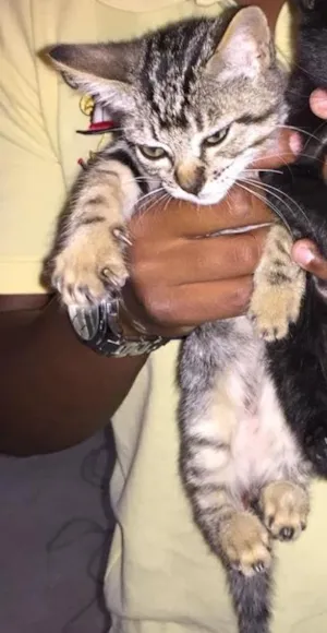 Gato raça Não tem idade Abaixo de 2 meses nome Tigresa