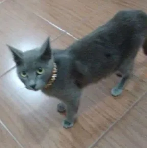 Gato raça srd idade 2 anos nome lilac