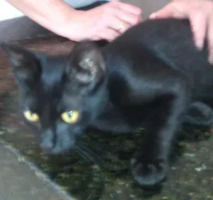 Gato raça SRD idade 2 a 6 meses nome Harrison