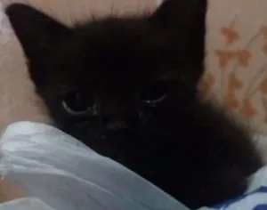 Gato raça  idade 2 a 6 meses nome Pretinha