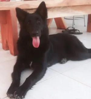 Cachorro raça Pastor Belga idade 2 anos nome VECTRA