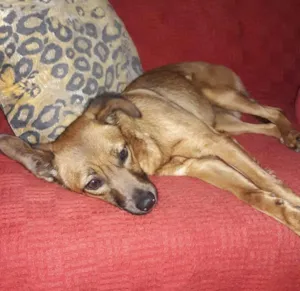 Cachorro raça Vira lata  idade 1 ano nome Berenice 