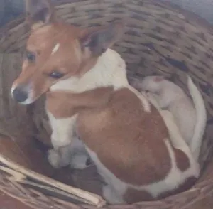 Cachorro raça Fox Paulistinha idade 2 anos nome Princesa