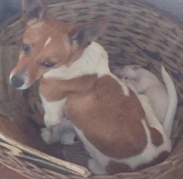 Cachorro ra a Fox Paulistinha idade 2 anos nome Princesa