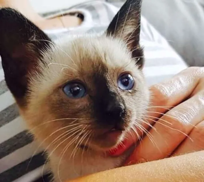 Gato ra a Siamês  idade 2 a 6 meses nome Gigi