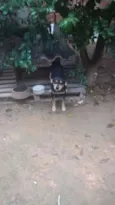Maradona