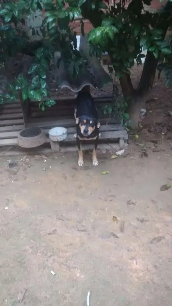 Cachorro raça Vira lata idade 1 ano nome Maradona