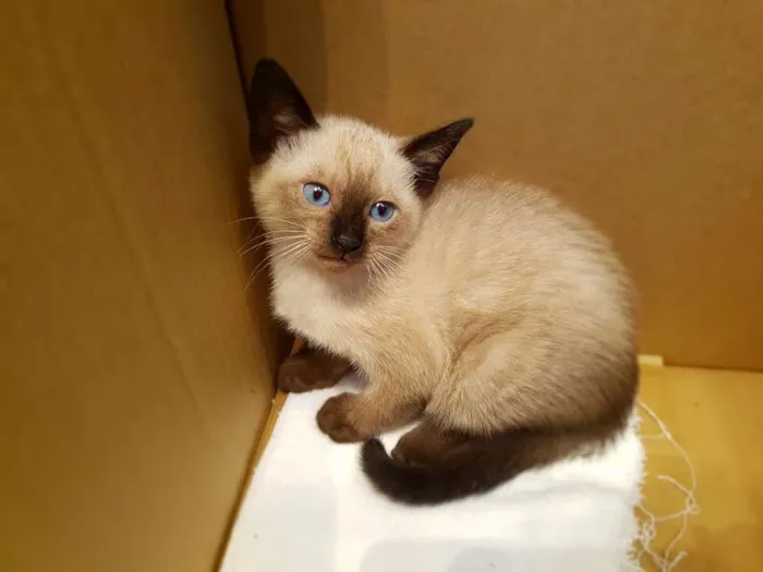 Gato ra a Siamês  idade 2 a 6 meses nome Gigi