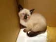 Gigi