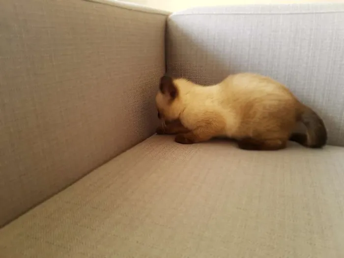 Gato ra a Siamês  idade 2 a 6 meses nome Gigi