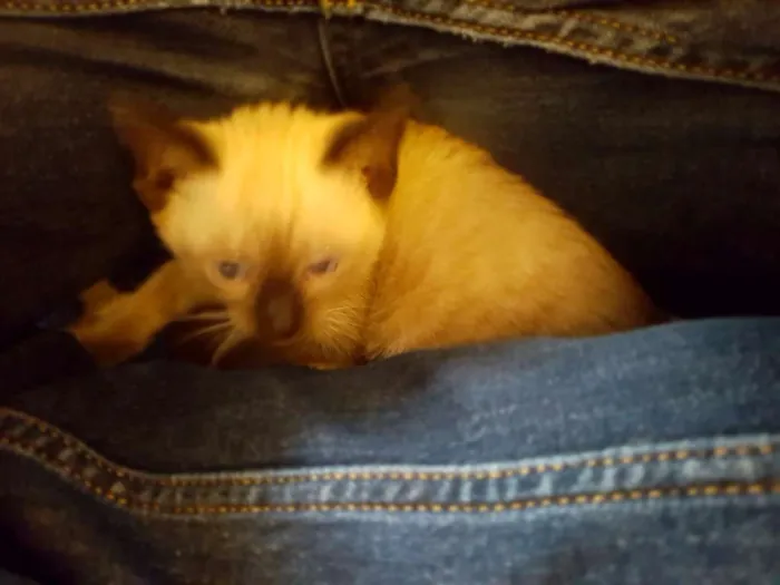 Gato ra a Siamês  idade 2 a 6 meses nome Gigi