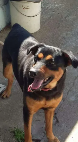 Cachorro raça Rotwailler mestiço idade 4 anos nome Fubá