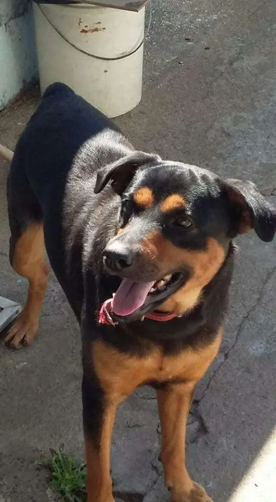 Cachorro ra a Rotwailler mestiço idade 4 anos nome Fubá