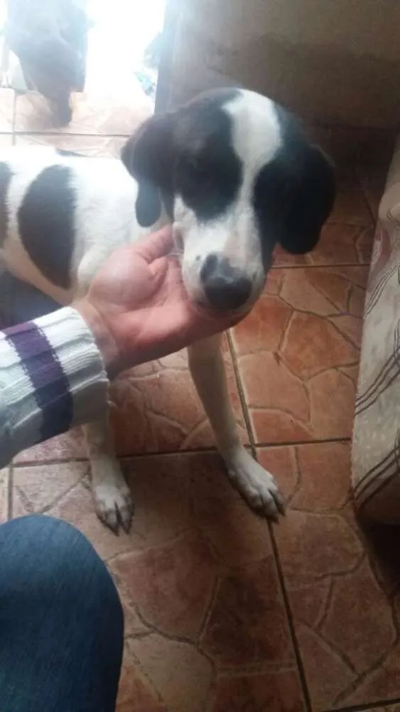 Cachorro raça Srd idade 7 a 11 meses nome Princesa