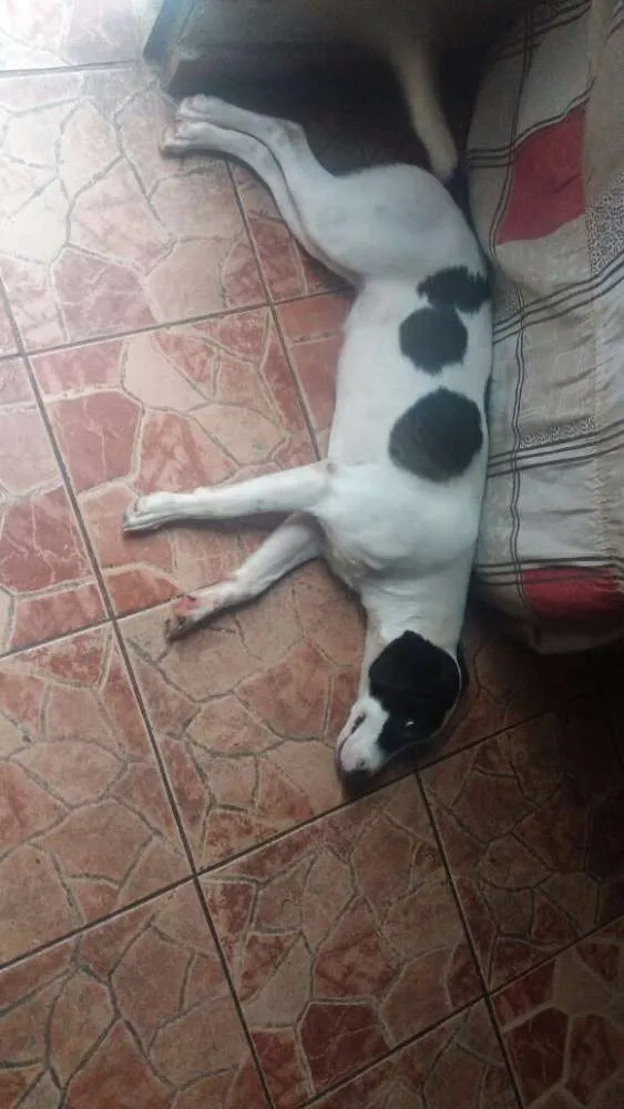 Cachorro raça Srd idade 7 a 11 meses nome Princesa