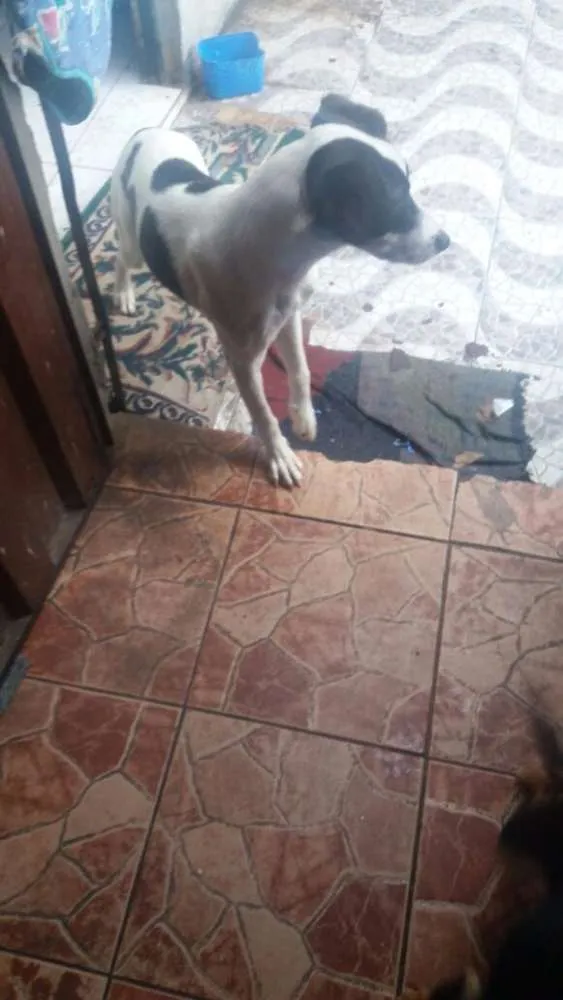 Cachorro raça Srd idade 7 a 11 meses nome Princesa