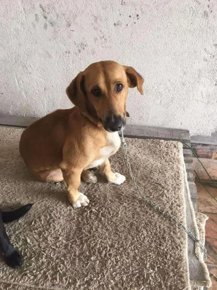 Cachorro ra a Vira lata idade 2 anos nome Beethoven