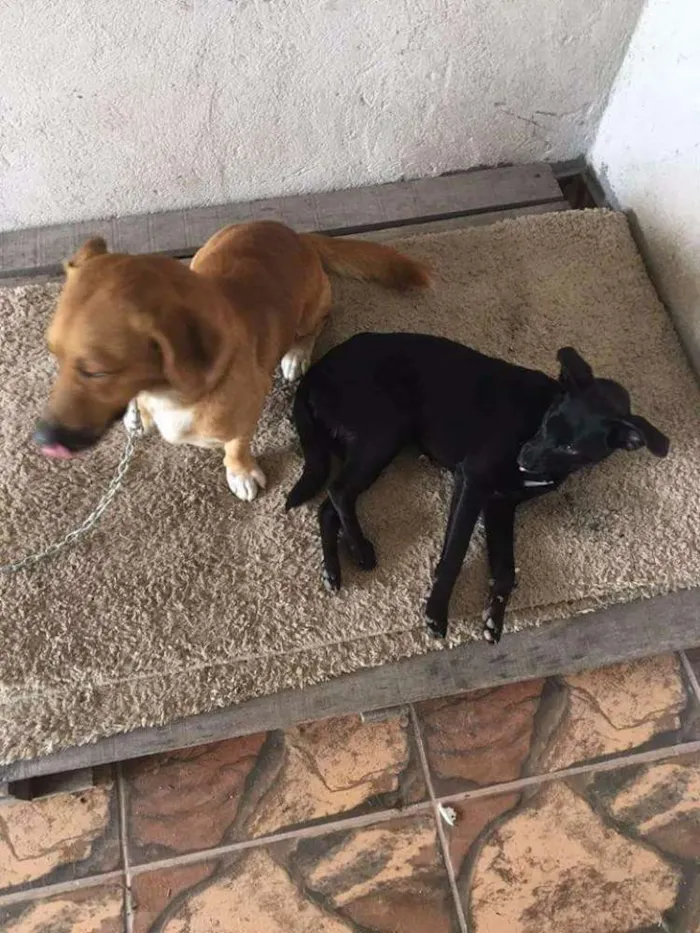 Cachorro ra a Vira lata idade 2 anos nome Beethoven