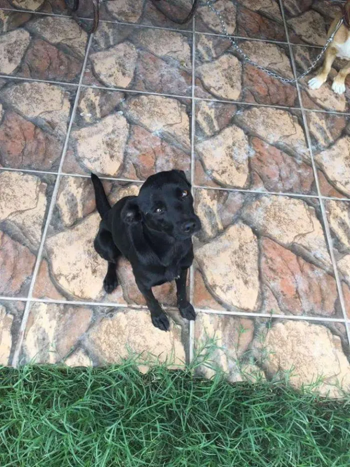 Cachorro ra a Vira lata idade 2 anos nome Beethoven