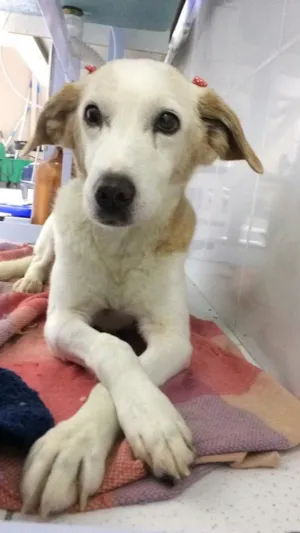 Cachorro raça SRD idade 6 ou mais anos nome Charlote