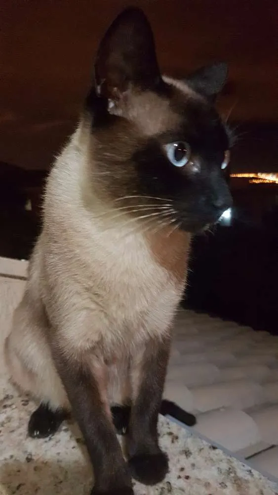 Gato ra a Srd idade 2 a 6 meses nome Ainda sem nome