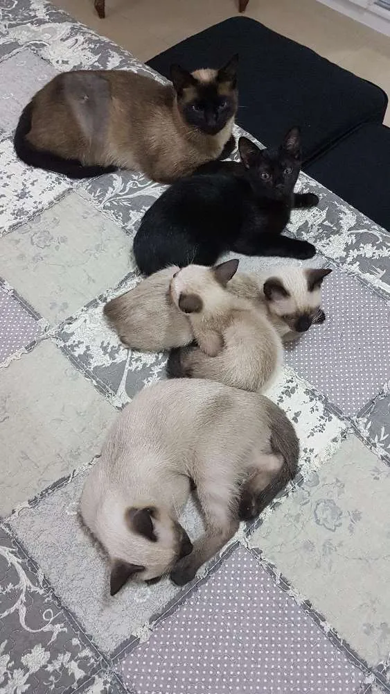Gato ra a Srd idade 2 a 6 meses nome Ainda sem nome