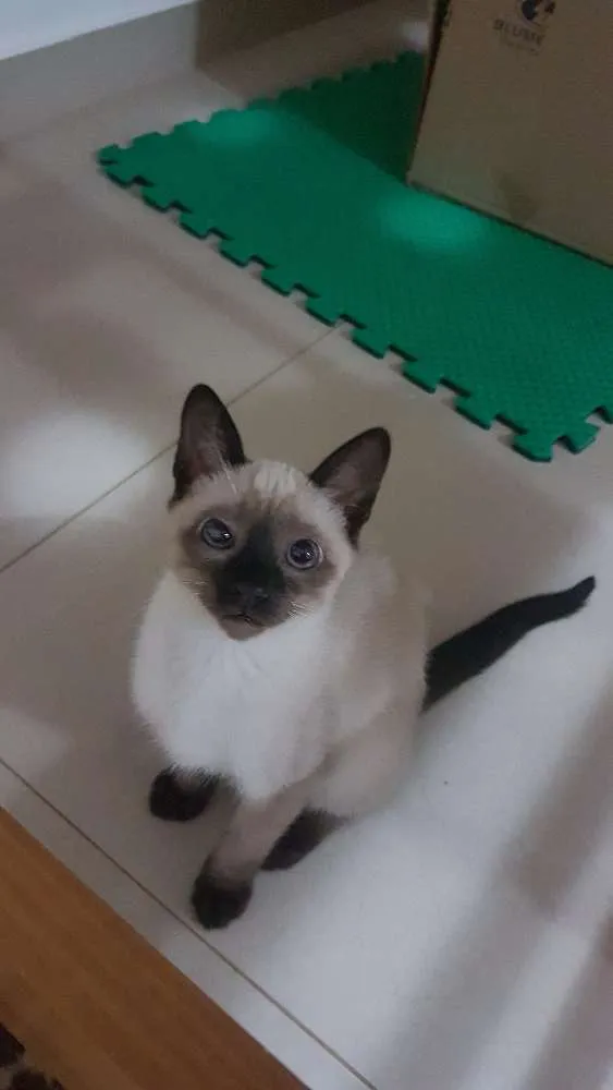 Gato ra a Srd idade 2 a 6 meses nome Ainda sem nome