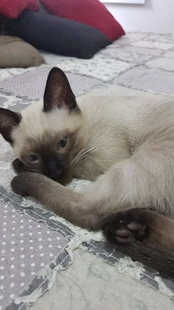 Gato ra a Srd idade 2 a 6 meses nome Ainda sem nome
