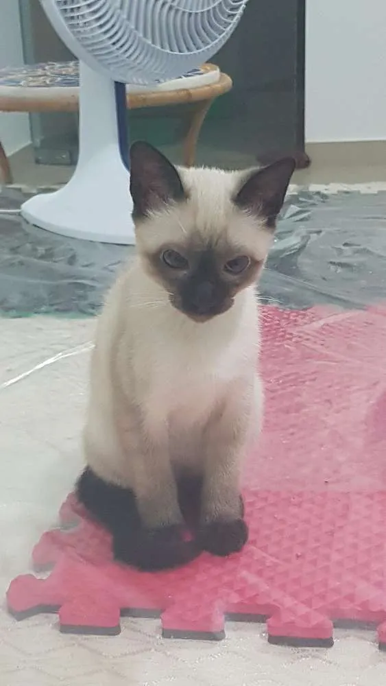 Gato ra a Srd idade 2 a 6 meses nome Ainda sem nome