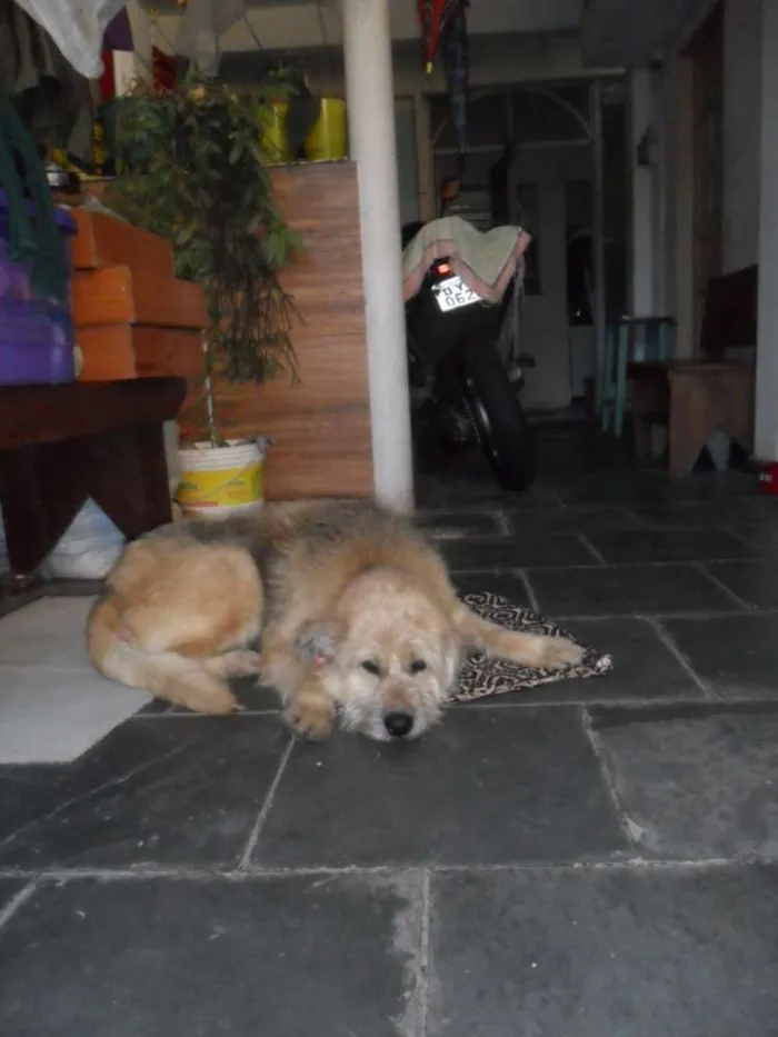 Cachorro ra a SRD idade 4 anos nome CRIS