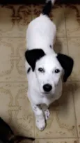 Spark