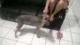 bel