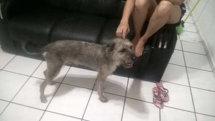 Cachorro raça imstinta idade 2 anos nome bel