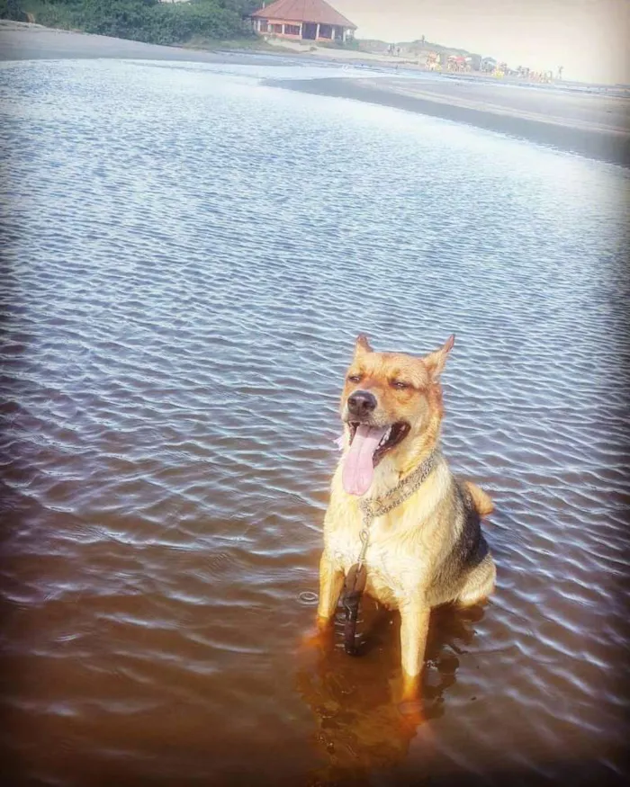 Cachorro raça SRD Mix com Pastor Alemão  idade 5 anos nome Amy