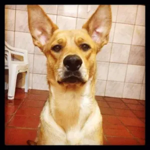 Cachorro raça SRD Mix com Pastor Alemão  idade 5 anos nome Amy