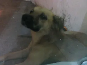 Cachorro raça SRD idade 2 anos nome BOB