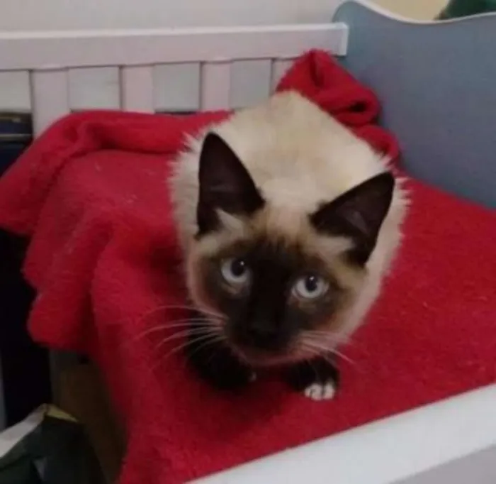 Gato ra a SRD idade 2 a 6 meses nome Sara