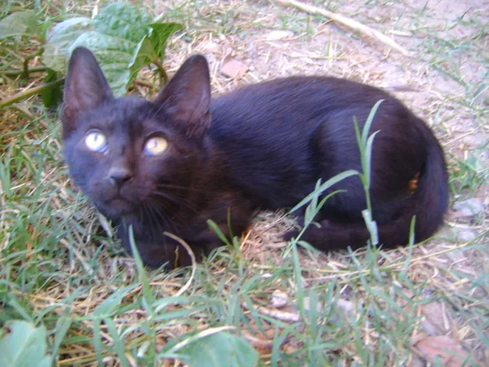 Gato ra a SRD idade 2 a 6 meses nome Sem nome