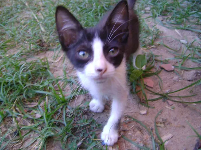 Gato ra a SRD idade 2 a 6 meses nome Sem nome