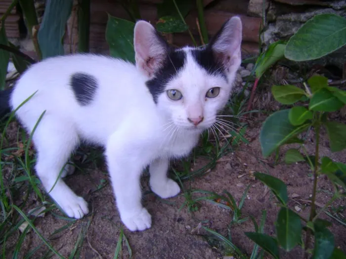 Gato ra a SRD idade 2 a 6 meses nome Sem nome