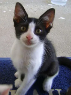 Gato raça SRD idade 2 a 6 meses nome Sem nome
