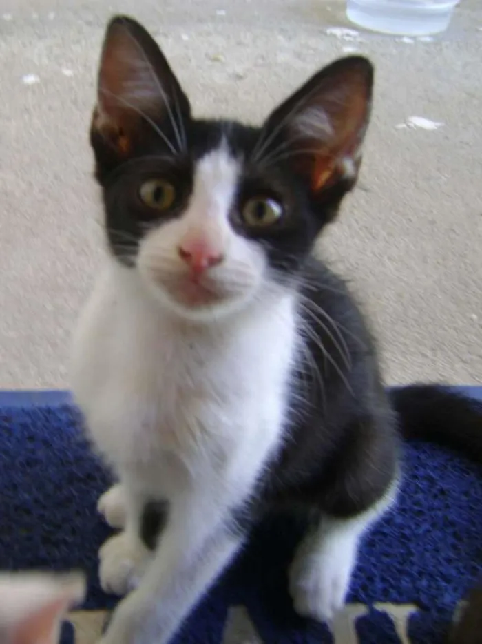 Gato ra a SRD idade 2 a 6 meses nome Sem nome